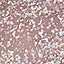 N.92 SILVERHOLO N.92 SILVERHOLO